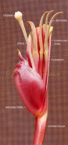  Bisexual flower 